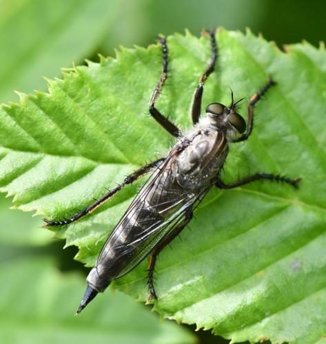 Machimus cyanopus
